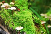 世界保龄球巡回赛城市站场馆设施智能化改造完成，保龄球世界锦标赛